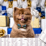 Bertie Bert the Pom Holiday Card